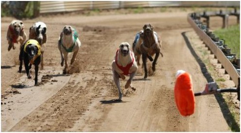 [Image: lure-in-a-greyhound-race.jpg]